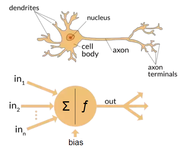 Biological Neurons vs. Artificial Neural Network